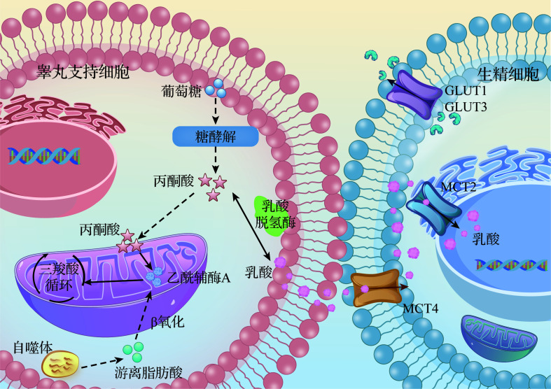 [Research progress on glycolipid metabolism of Sertoli cell in the development of spermatogenic cell].