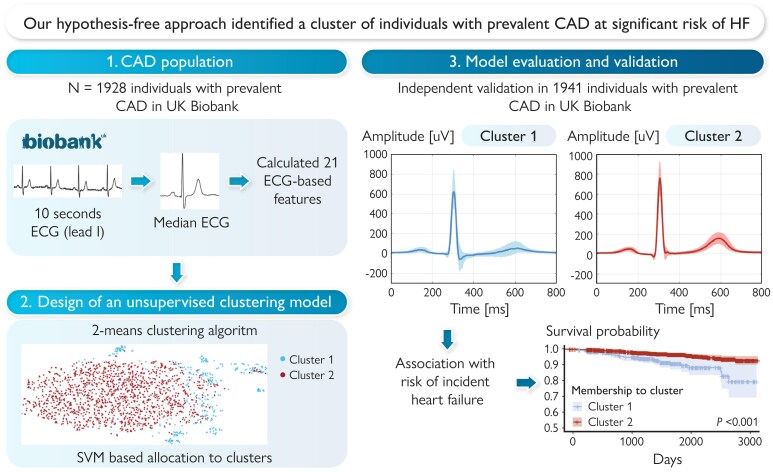 Unsupervised clustering of single-lead electrocardiograms associates with prevalent and incident heart failure in coronary artery disease.