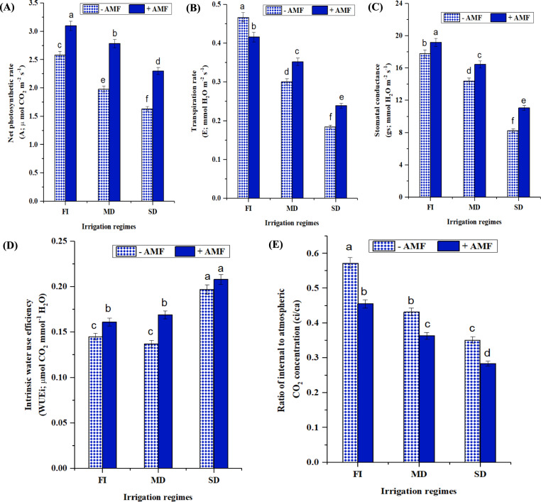 Role of arbuscular mycorrhizal fungi in drought-resilient soybeans (Glycine max L.): unraveling the morphological, physio-biochemical traits, and expression of polyamine biosynthesis genes.