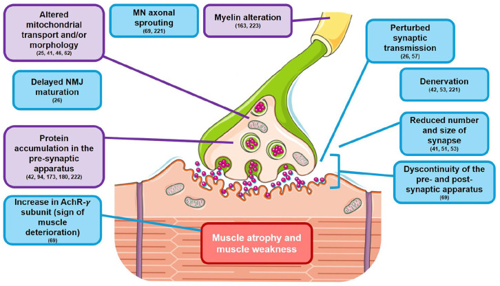 From in vivo models to in vitro bioengineered neuromuscular junctions for the study of Charcot-Marie-Tooth disease.