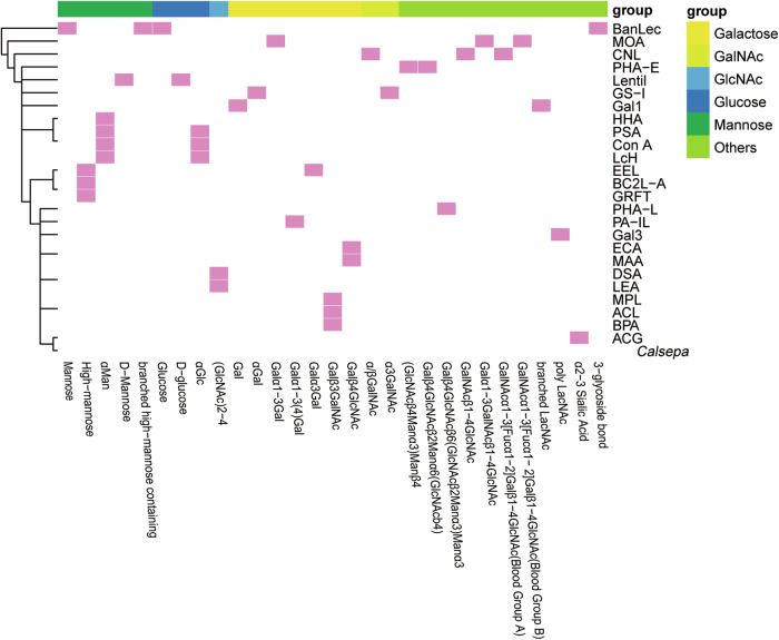 Glycomic profiling of parathyroid neoplasms via lectin microarray analysis.