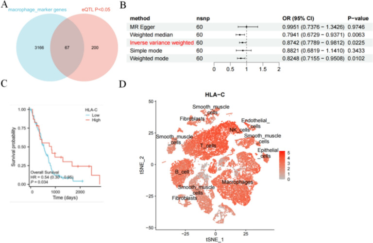 DNA methylation-regulated HLA-C expression modulates immune responses and metabolic alterations to influence prognosis in mesothelioma.
