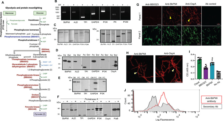 Borrelial phosphomannose isomerase as a cell surface localized protein that retains enzymatic activity and promotes host-pathogen interaction.
