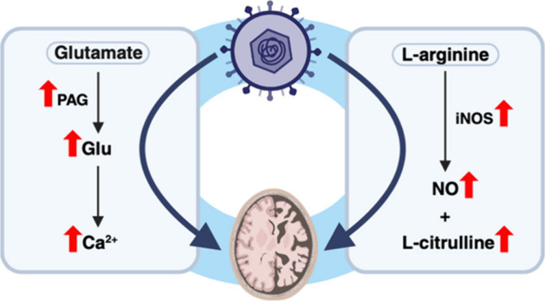 Dysregulated Neurotransmission and the Role of Viruses in Alzheimer's Disease.