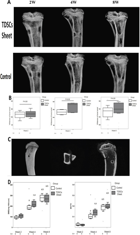 Tendon-Derived Stem Cell Sheet Promotes Early-Stage Tendon-Bone Healing.