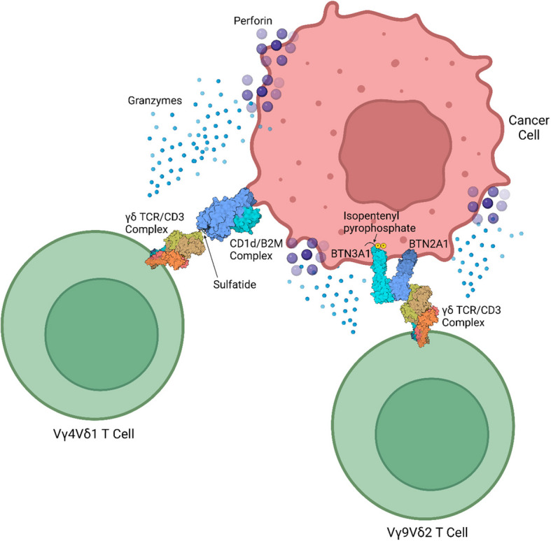Gamma delta T cells and their immunotherapeutic potential in cancer.