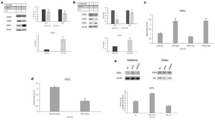 Upregulation of miR-99b-5p Modulates ESR1 Expression as an Adaptive Mechanism to Circumvent Drug Response via Facilitating ER/HER2 Crosstalk.
