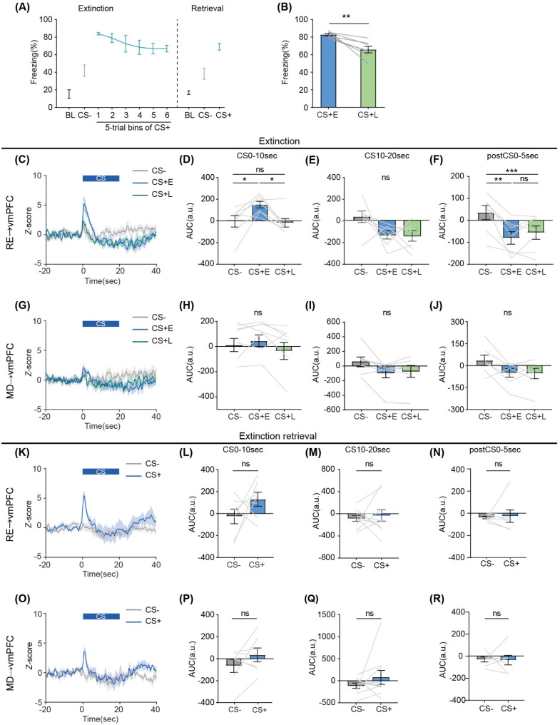 Distinct neural responses of ventromedial prefrontal cortex-projecting nucleus reuniens neurons during aversive memory extinction.