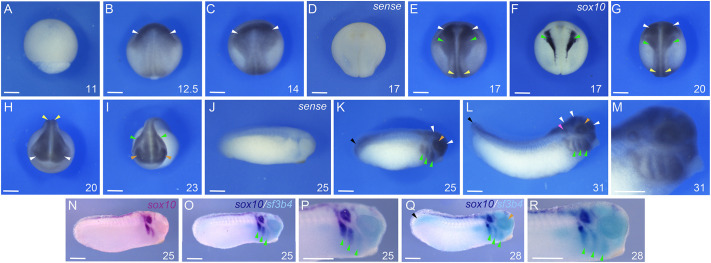 Deletion of sf3b4 causes splicing defects and gene dysregulation that disrupt craniofacial development and survival.