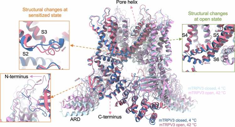 TRPV3 in skin thermosensation and temperature responses.