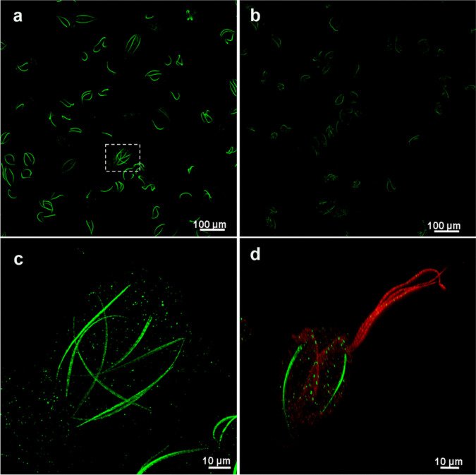Immunolocalization and 3D modeling of three unique proteins belonging to the costa of Tritrichomonas foetus.