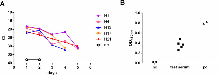Natural infection of SARS-CoV-2 variant XBB.1.9.1.4.1 in laboratory Syrian hamsters.