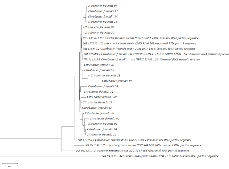 Occurrence of virulence factors and antimicrobial susceptibility of <i>Citrobacter freundii</i> isolated from diseased ornamental fish in Poland.