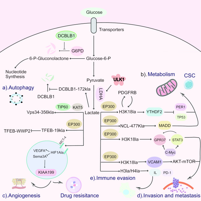 Lactylation modification in cancer: mechanisms, functions, and therapeutic strategies.