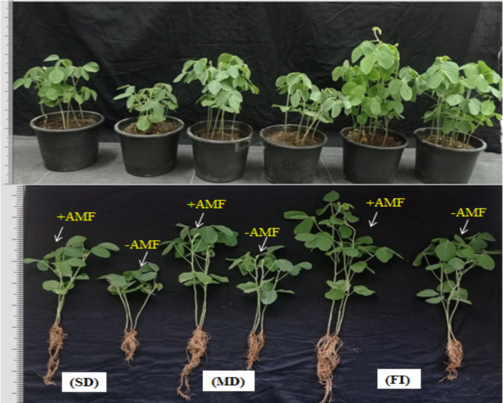 Role of arbuscular mycorrhizal fungi in drought-resilient soybeans (Glycine max L.): unraveling the morphological, physio-biochemical traits, and expression of polyamine biosynthesis genes.