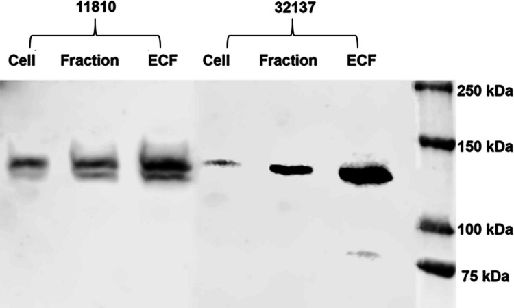 Immunolocalization and 3D modeling of three unique proteins belonging to the costa of Tritrichomonas foetus.