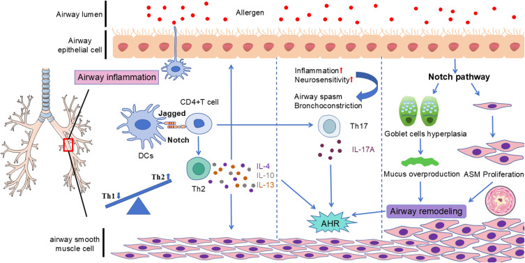 Notch Signaling Pathway Interfering as a Possible Asthma Treatment: A Narrative Review.
