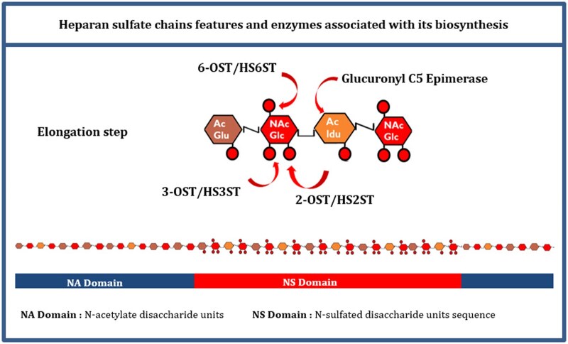 Heparan sulfate chains in hepatocellular carcinoma.