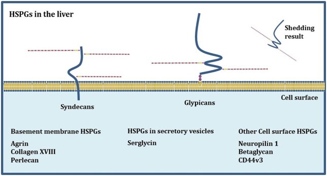Heparan sulfate chains in hepatocellular carcinoma.