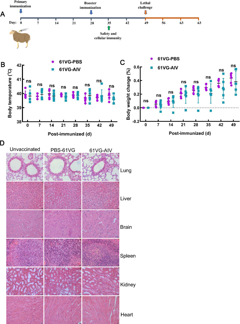 The inactivated and ISA 61 VG adjuvanted vaccine enhances protection against cross-serotype Listeria monocytogenes.