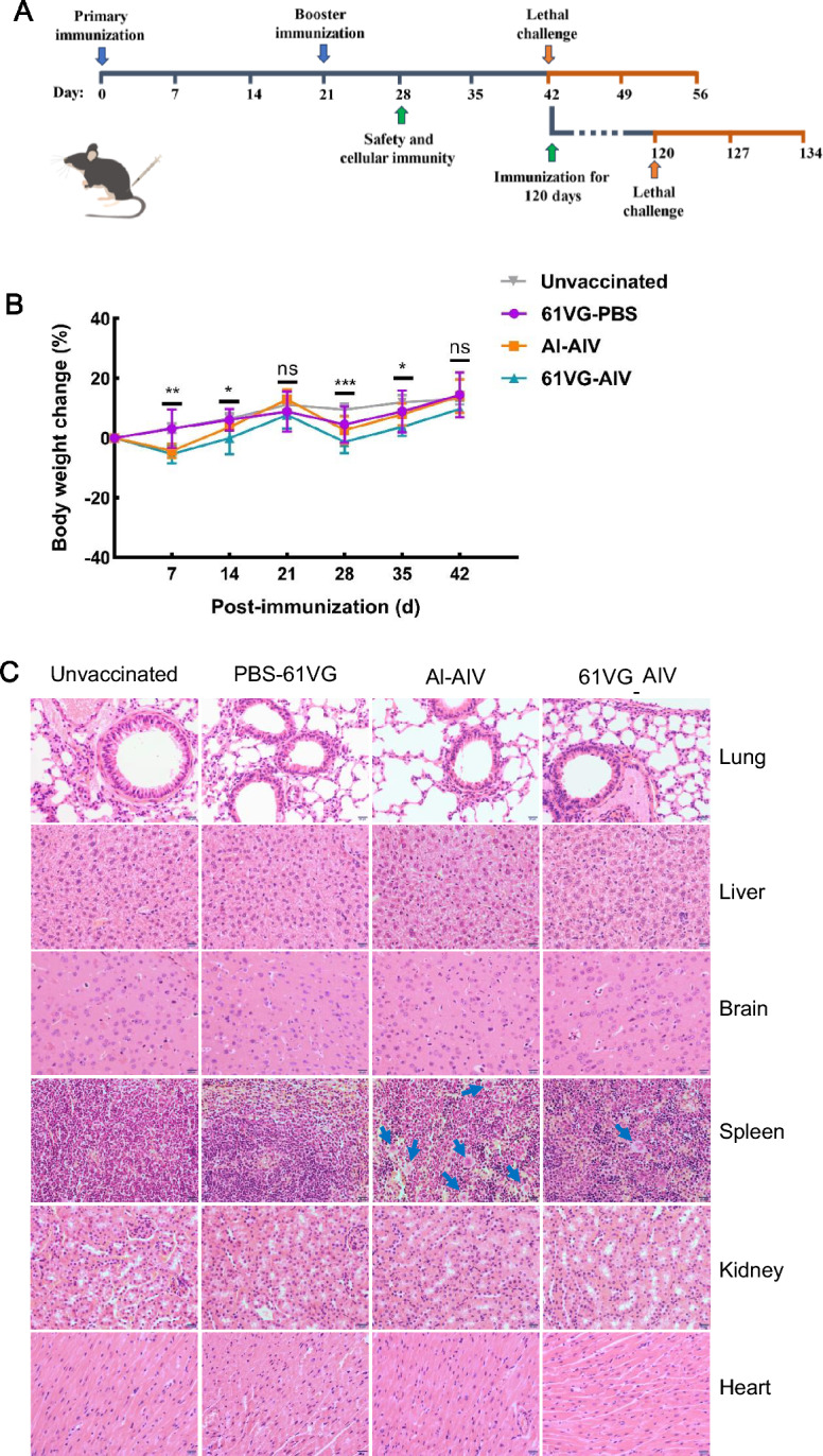 The inactivated and ISA 61 VG adjuvanted vaccine enhances protection against cross-serotype Listeria monocytogenes.