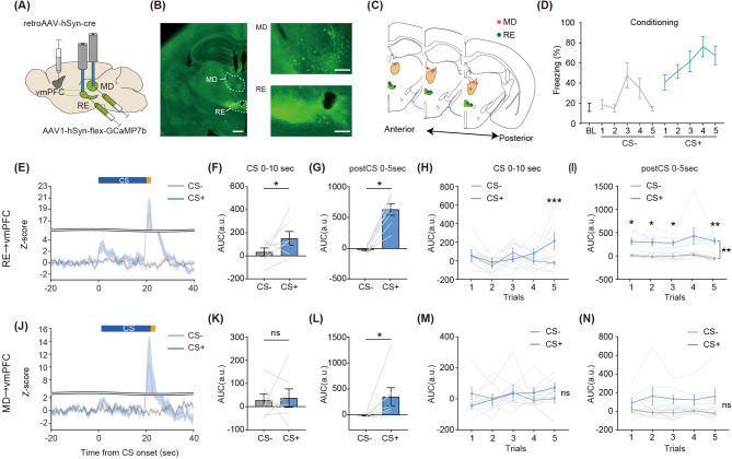 Distinct neural responses of ventromedial prefrontal cortex-projecting nucleus reuniens neurons during aversive memory extinction.