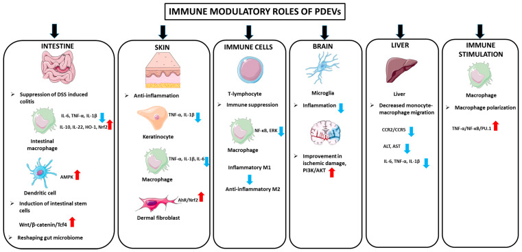 Multifaceted Therapeutic Potential of Plant-Derived Exosomes: Immunomodulation, Anticancer, Anti-Aging, Anti-Melanogenesis, Detoxification, and Drug Delivery.