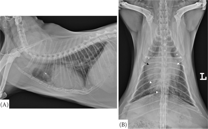 Cor triatriatum sinister with partial atrioventricular septal defect in a cat.