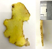 Antibacterial Potential and Phytochemical Composition in Subcritical Water Extraction of Lempoyang (<i>Zingiber zerumbet</i>).