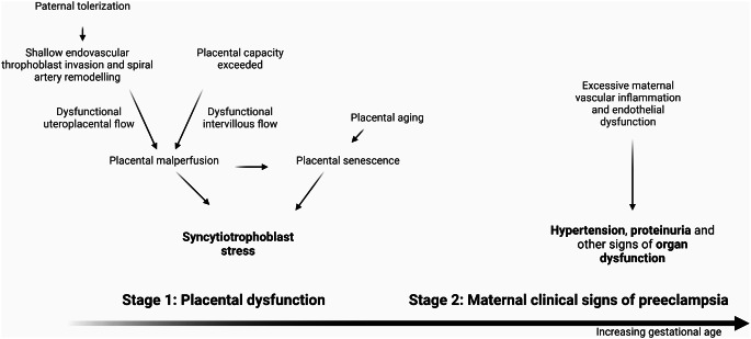Microchimerism and pregnancy complications with placental dysfunction.