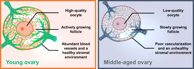 Ovarian vascular aging: a hidden driver of mid-age female fertility decline.