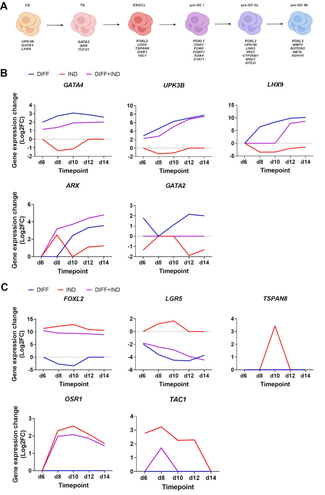 FOXL2 drives the differentiation of supporting gonadal cells in early ovarian development.