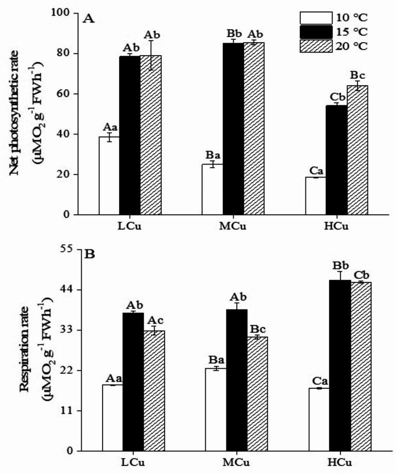 Effect of heavy metal copper on the physiological characteristics of Ulva lactuca at different temperatures.