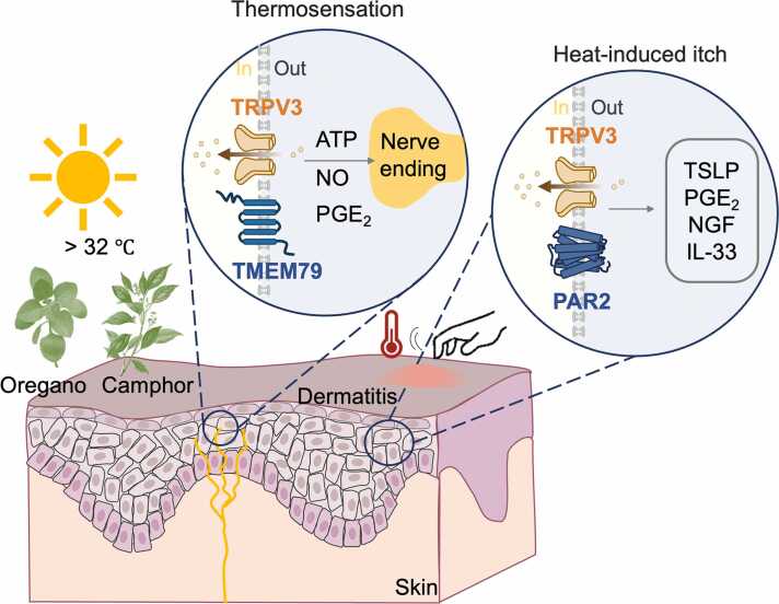 TRPV3 in skin thermosensation and temperature responses.