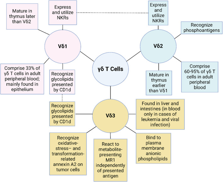Gamma delta T cells and their immunotherapeutic potential in cancer.