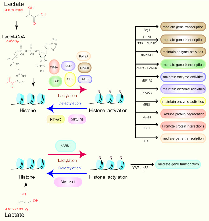Lactylation modification in cancer: mechanisms, functions, and therapeutic strategies.