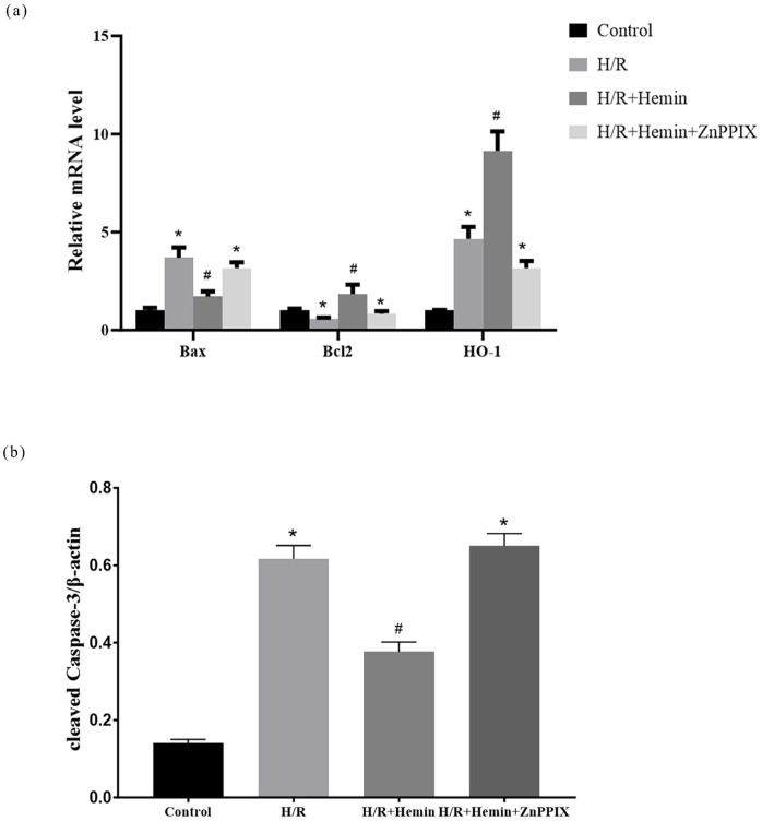 Hemin as a protective agent in an in vitro model of hypoxia/reoxygenation-induced injury.