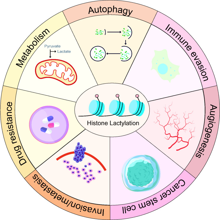 Lactylation modification in cancer: mechanisms, functions, and therapeutic strategies.