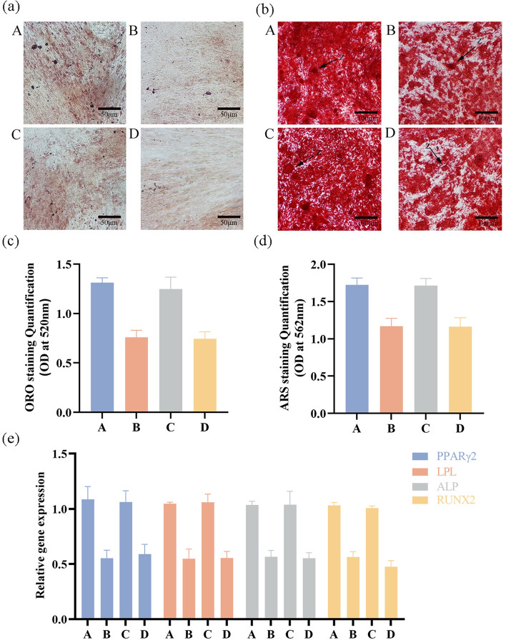 New considerations in selecting donors for dental pulp stem cells: a pilot study.
