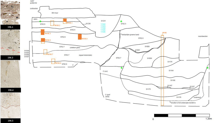 Two methods, two views: Integrating phytoliths in thin sections and bulk samples on the urban Dark Earths from the DIVA-site (Antwerp, Belgium).