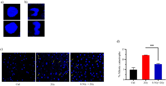 0.5 Gy confers resistance to a subsequent high dose of γ-rays by modulating HO-1/Nrf2 and apoptosis pathways.