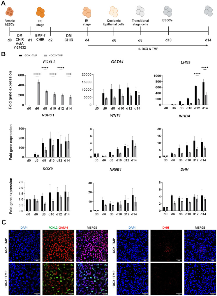 FOXL2 drives the differentiation of supporting gonadal cells in early ovarian development.