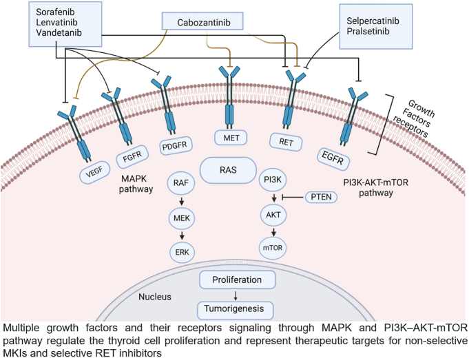 Overview of management and therapeutic advances in medullary thyroid cancer.