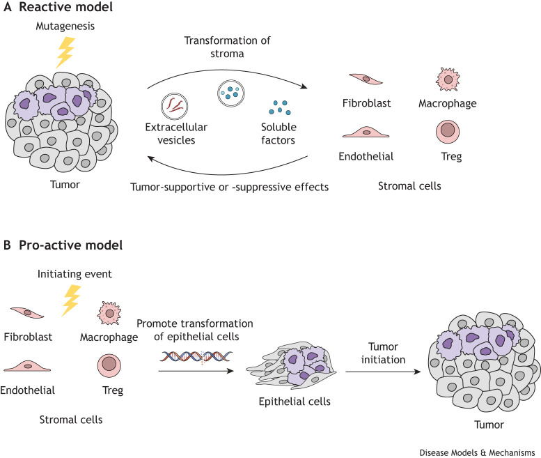 Tumor suppressor genes in the tumor microenvironment.