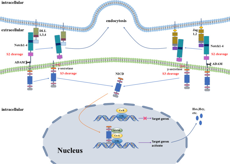 Notch Signaling Pathway Interfering as a Possible Asthma Treatment: A Narrative Review.