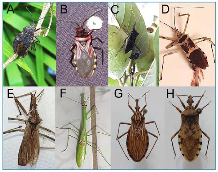 "WhatsBarb" Citizen Surveillance: Survey of Insects Mistaken for Triatomines.