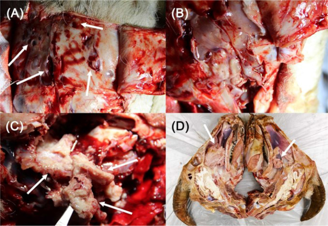 The pathological characteristics of enzootic nasal adenocarcinoma in goats.