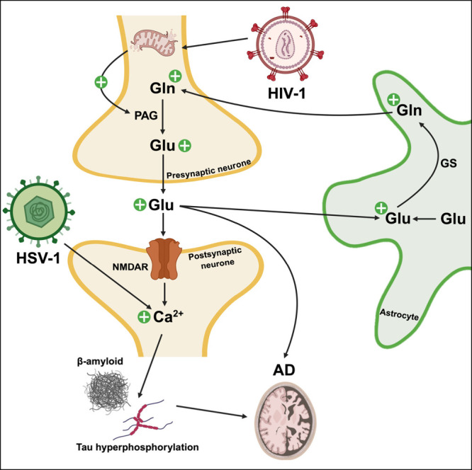 Dysregulated Neurotransmission and the Role of Viruses in Alzheimer's Disease.