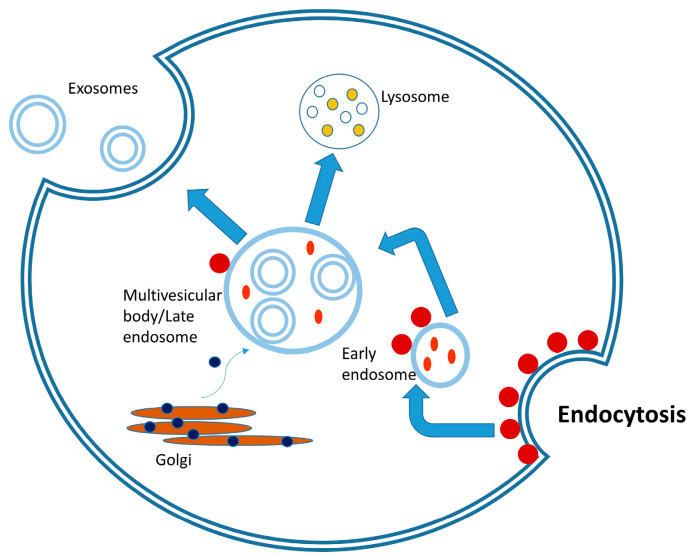 Multifaceted Therapeutic Potential of Plant-Derived Exosomes: Immunomodulation, Anticancer, Anti-Aging, Anti-Melanogenesis, Detoxification, and Drug Delivery.
