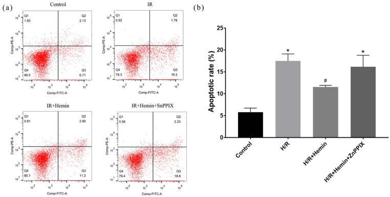 Hemin as a protective agent in an in vitro model of hypoxia/reoxygenation-induced injury.